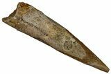 Fossil Pterosaur (Siroccopteryx) Tooth - Morocco #296997-1